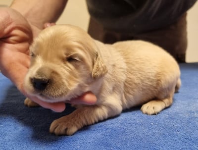 Les chiots de Golden Retriever
