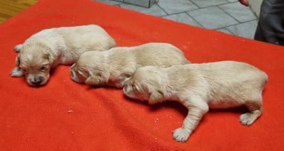 Les chiots de Golden Retriever