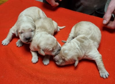 Les chiots de Golden Retriever