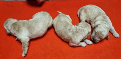 Les chiots de Golden Retriever