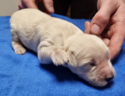 Les chiots de Golden Retriever