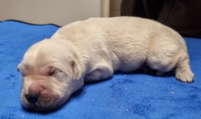 Les chiots de Golden Retriever