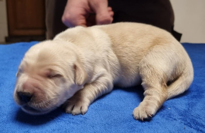 Les chiots de Golden Retriever