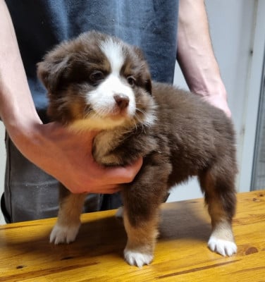 Les chiots de Berger Américain Miniature 