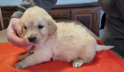 Les chiots de Golden Retriever