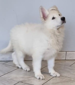 Les chiots de Berger Blanc Suisse