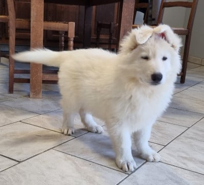 Les chiots de Berger Blanc Suisse