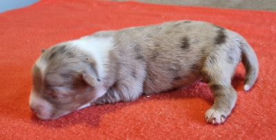 Les chiots de Berger Américain Miniature 