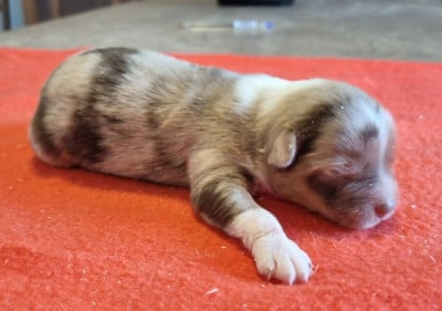 Les chiots de Berger Américain Miniature 