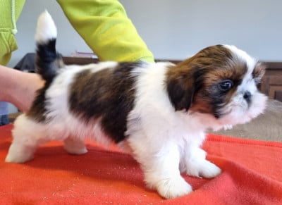 Les chiots de Shih Tzu