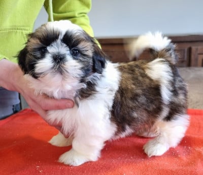 Les chiots de Shih Tzu