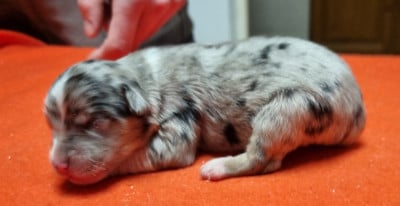 Les chiots de Berger Américain Miniature 