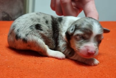 Les chiots de Berger Américain Miniature 