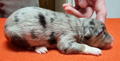 Les chiots de Berger Américain Miniature 