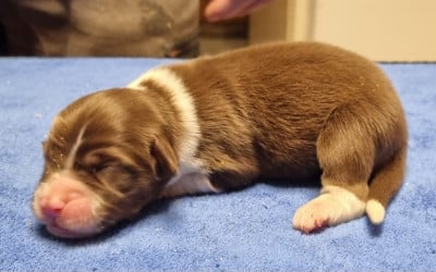 Les chiots de Berger Américain Miniature 