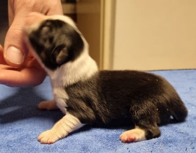 Les chiots de Berger Américain Miniature 