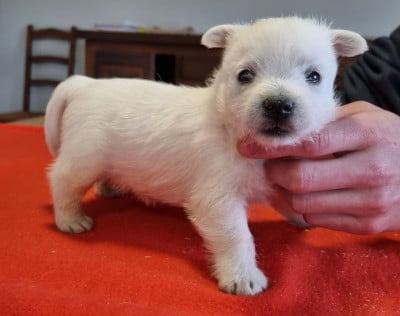 Les chiots de West Highland White Terrier