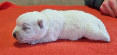 Les chiots de West Highland White Terrier