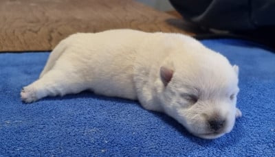 Les chiots de West Highland White Terrier