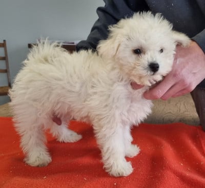 Les chiots de Bichon Frise