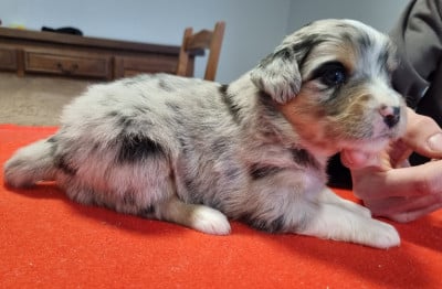 Les chiots de Berger Américain Miniature 