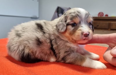 Les chiots de Berger Américain Miniature 