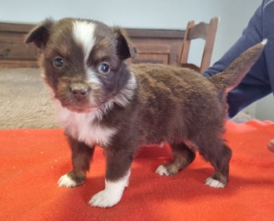 Les chiots de Berger Américain Miniature 