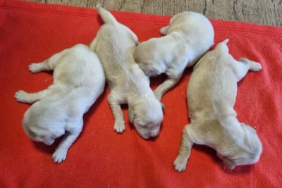 Les chiots de Golden Retriever