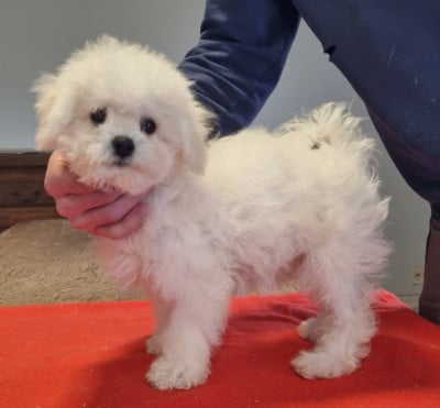 Les chiots de Bichon Frise
