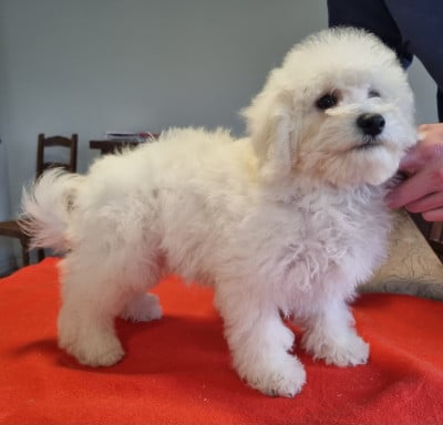 Les chiots de Bichon Frise
