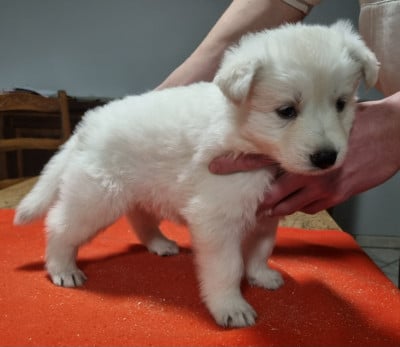 Les chiots de Berger Blanc Suisse