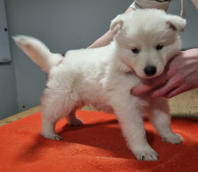 Les chiots de Berger Blanc Suisse