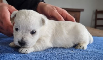 Les chiots de West Highland White Terrier