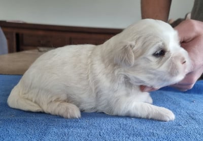 Les chiots de Coton de Tulear