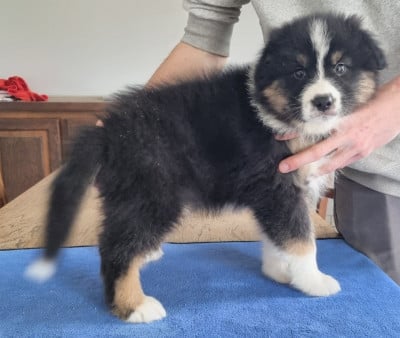 Les chiots de Berger Australien