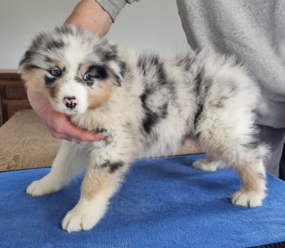 Les chiots de Berger Australien