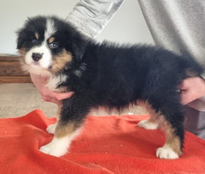 Les chiots de Berger Australien