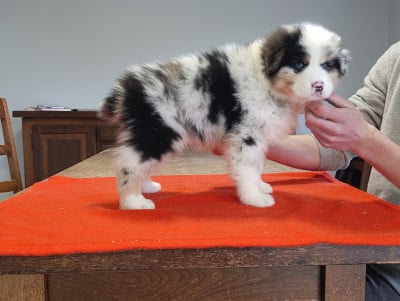 Les chiots de Berger Australien