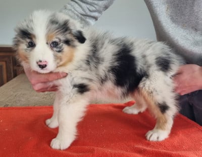 Les chiots de Berger Australien