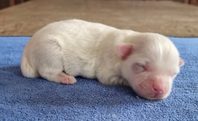 Les chiots de Coton de Tulear