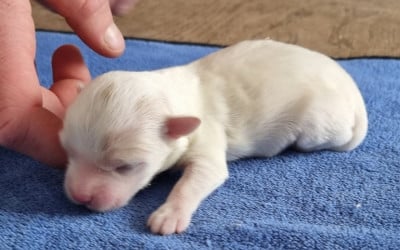 Les chiots de Coton de Tulear
