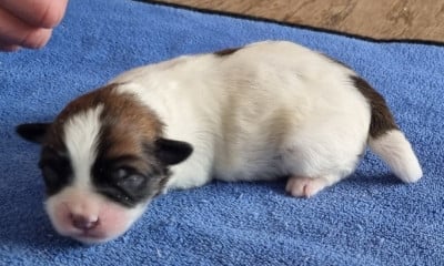 Les chiots de Coton de Tulear