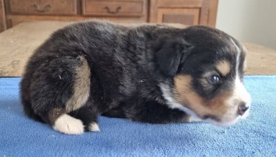 Les chiots de Berger Américain Miniature 