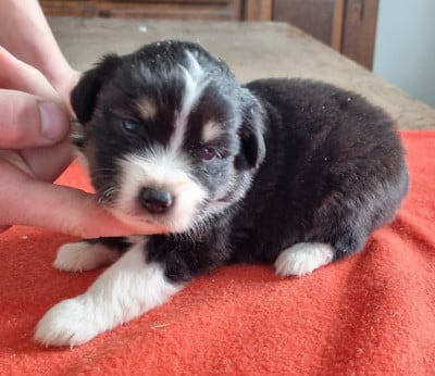 Les chiots de Berger Américain Miniature 