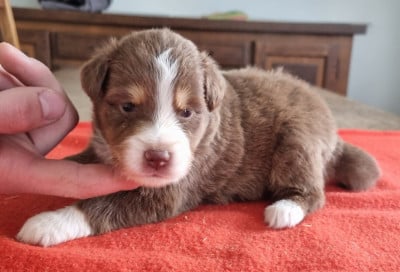 Les chiots de Berger Américain Miniature 