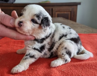 Les chiots de Berger Américain Miniature 