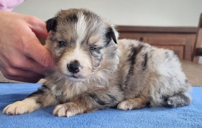 Les chiots de Berger Américain Miniature 