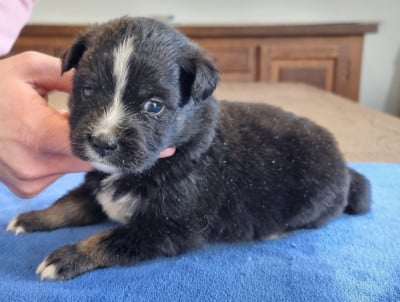 Les chiots de Berger Américain Miniature 