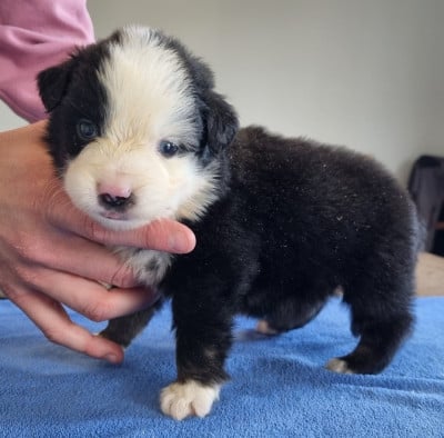 Les chiots de Berger Américain Miniature 
