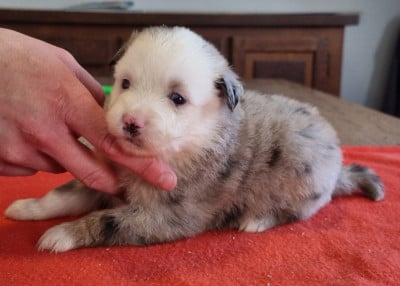 Les chiots de Berger Américain Miniature 